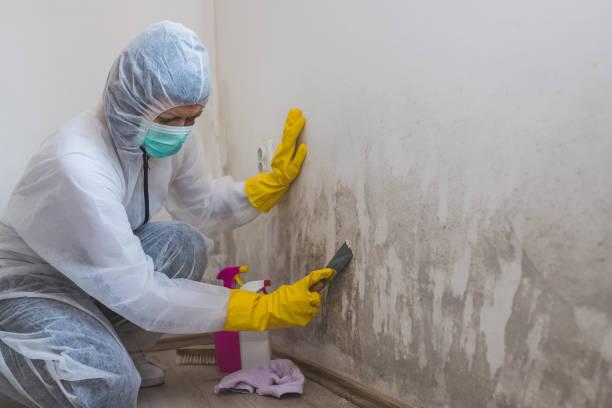 Best Certified Mold Removal  in West End, NY
