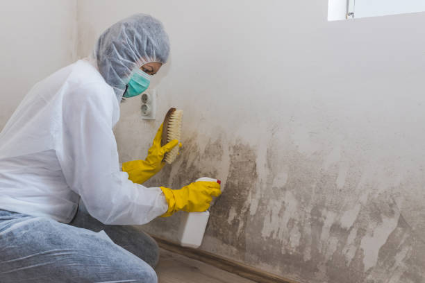 Mold Testing and Removal in West End, NY