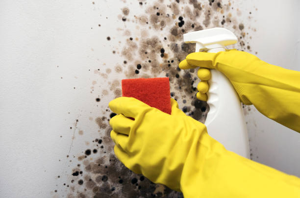 Best Professional Mold Removal  in West End, NY
