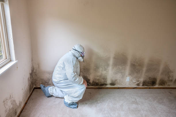 Best Crawl Space Mold Removal  in West End, NY